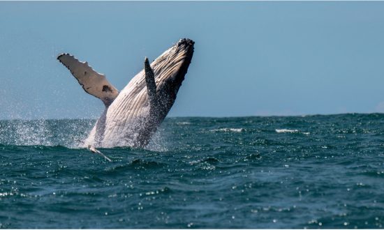 Private-Snorkel-and-Dolphin-Whale-Watching-St-Lucia